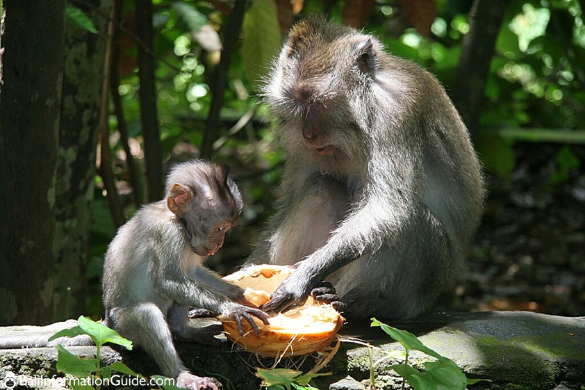 sacred monkey forest bali